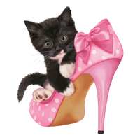 a kitten with a shoe